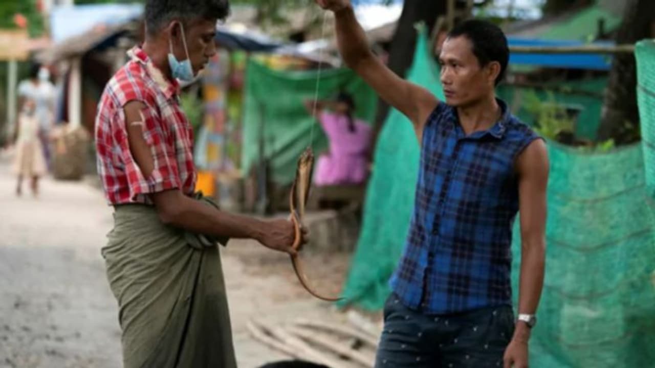 എലികളെയും പാമ്പുകളെയും പിടിച്ച് വേവിച്ച് കഴിക്കും; കൊവിഡ് പട്ടിണിയിലാക്കിയ ജനത എലികളെയും പാമ്പുകളെയും പിടിച്ച് വേവിച്ച് കഴിക്കും; കൊവിഡ് പട്ടിണിയിലാക്കിയ ജനത