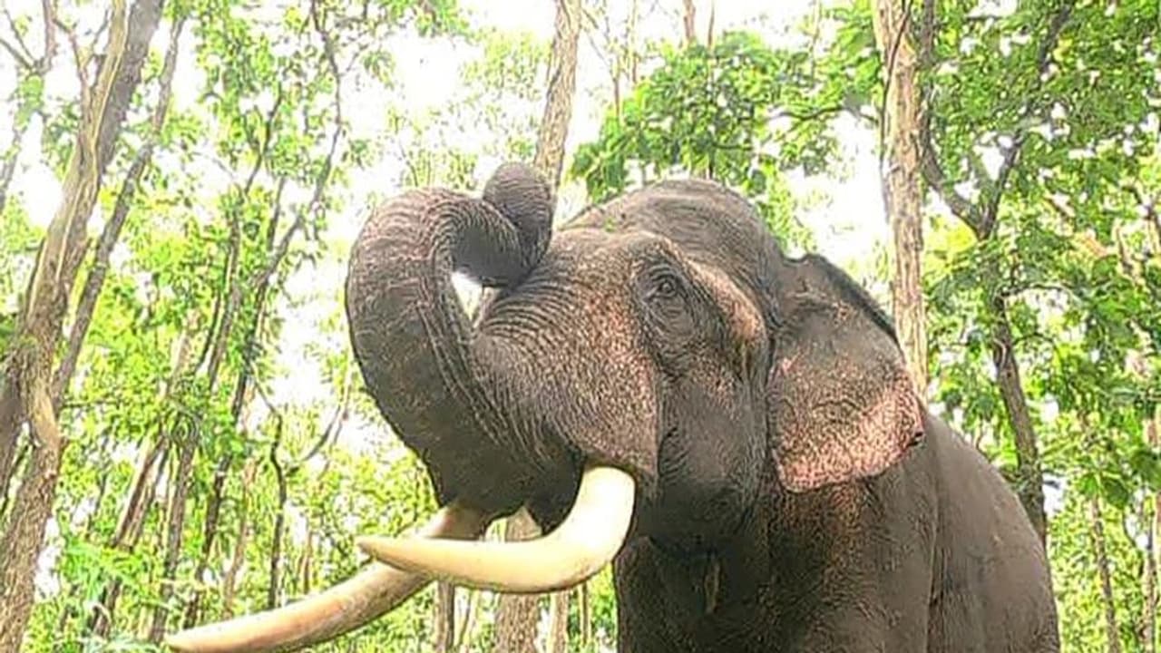 বাড়ির চারপাশে বিদ্যুতের তার, ডুয়ার্সে ফের বেঘোরে প্রাণ গেল হাতির বাড়ির চারপাশে বিদ্যুতের তার, ডুয়ার্সে ফের বেঘোরে প্রাণ গেল হাতির