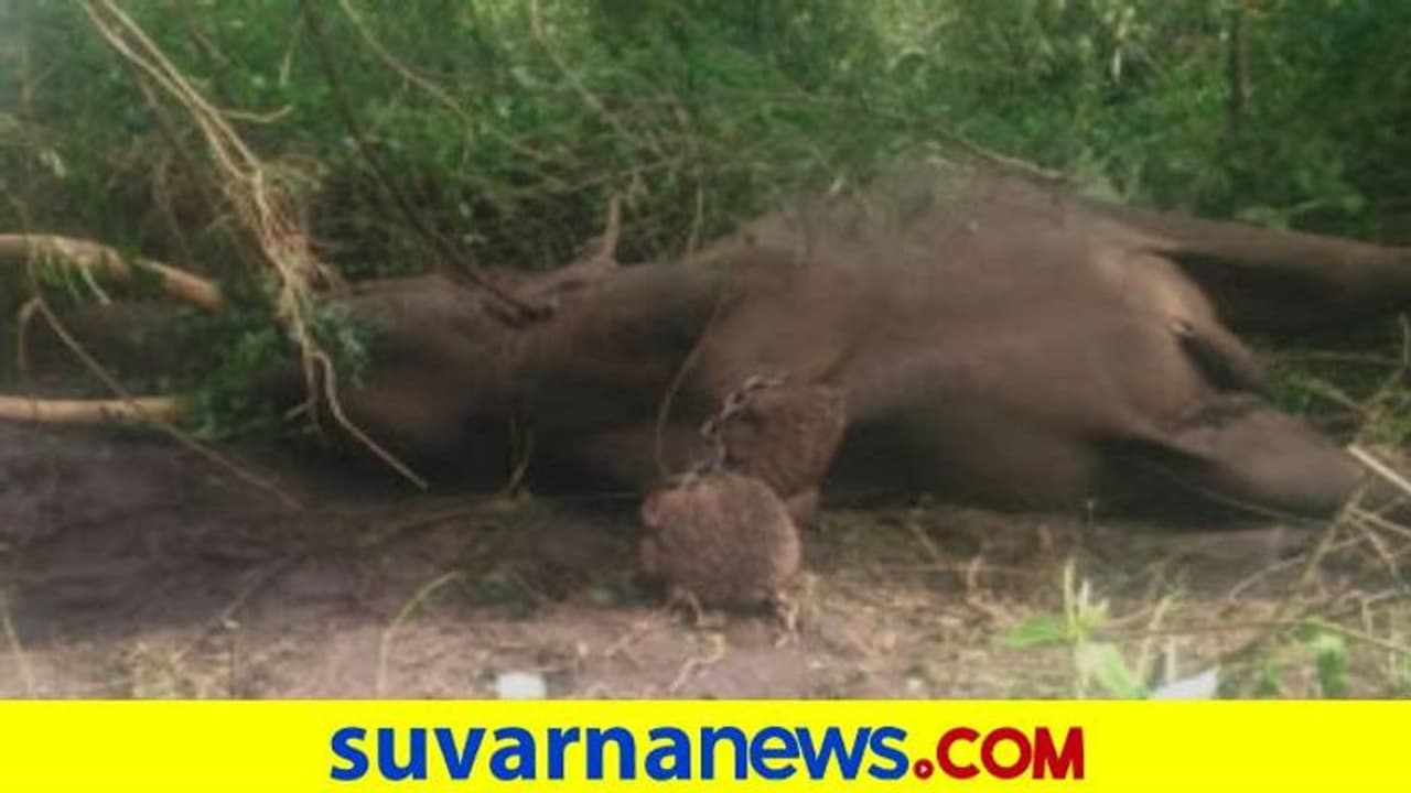 ಶಿವಮೊಗ್ಗ: ಸಕ್ರೆಬೈಲು ಆನೆ ಬಿಡಾರದಲ್ಲಿ ಕಾಡಾನೆ ದಾಳಿ, ಆನೆ ರಂಗ ಸಾವು ಶಿವಮೊಗ್ಗ: ಸಕ್ರೆಬೈಲು ಆನೆ ಬಿಡಾರದಲ್ಲಿ ಕಾಡಾನೆ ದಾಳಿ, ಆನೆ ರಂಗ ಸಾವು