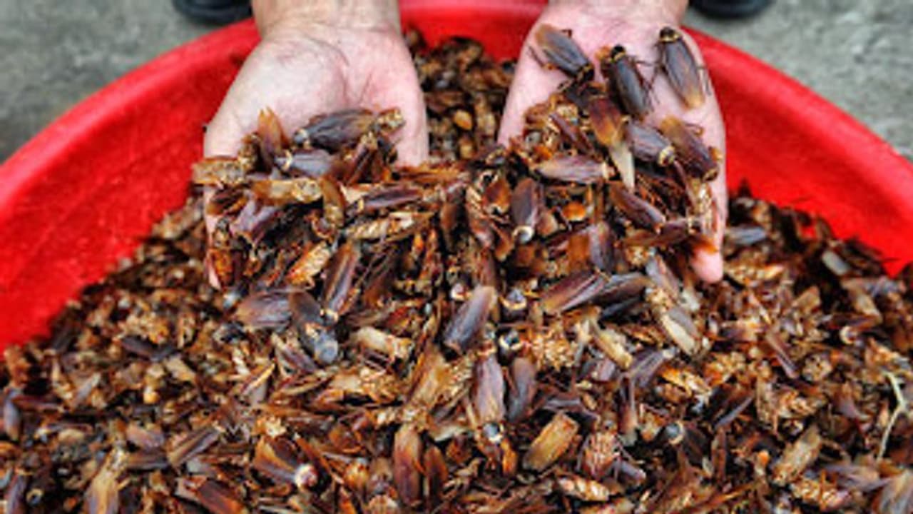 കോടതി മുറിയിൽ വിചാരണയ്ക്കിടെ നൂറ് കണക്കിന് പാറ്റകളെ തുറന്നുവിട്ട് യുവതി