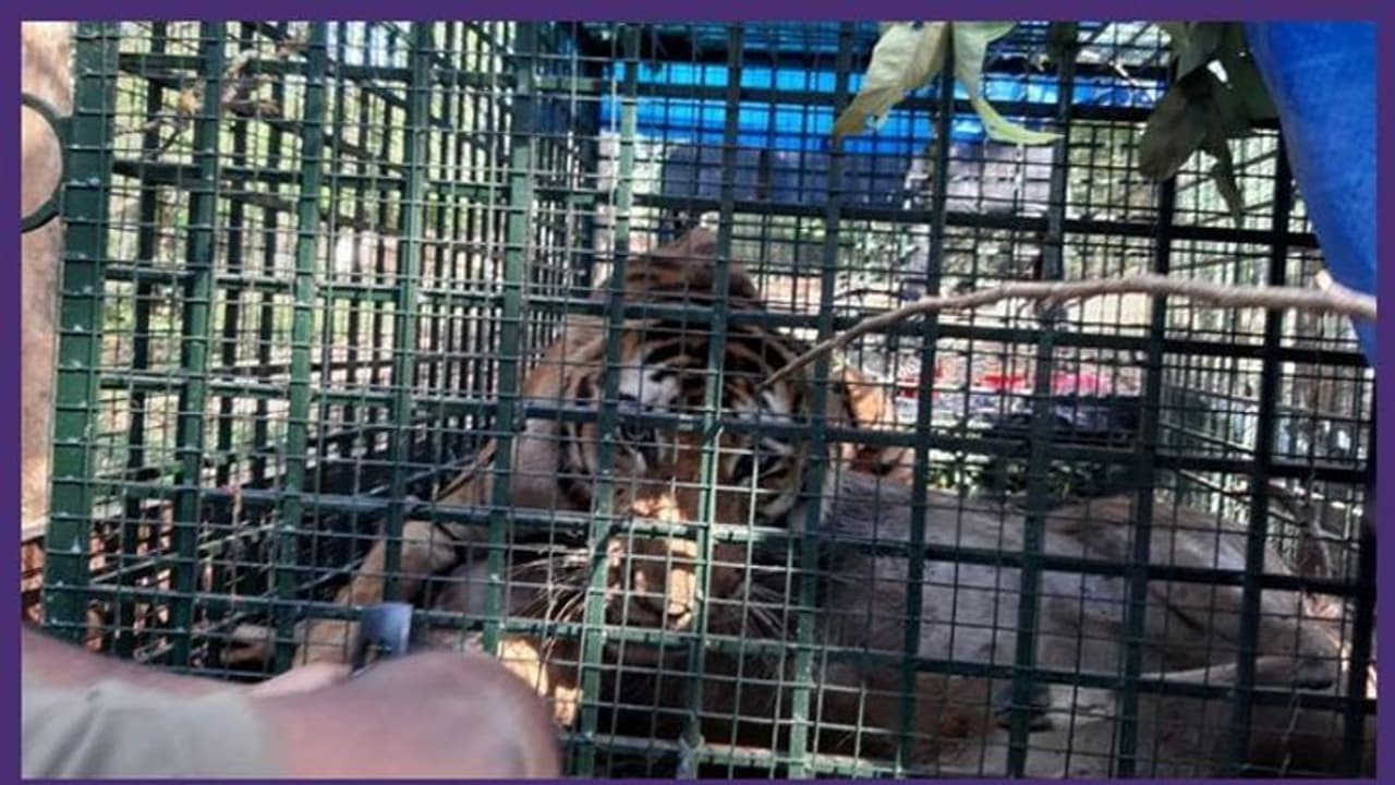 വയനാട്ടില് വനംവകുപ്പിന്റെ കൂട്ടില് കുടുങ്ങിയ കടുവയെ രണ്ടു ദിവസം നിരീക്ഷണത്തിൽ സൂക്ഷിക്കും വയനാട്ടില് വനംവകുപ്പിന്റെ കൂട്ടില് കുടുങ്ങിയ കടുവയെ രണ്ടു ദിവസം നിരീക്ഷണത്തിൽ സൂക്ഷിക്കും