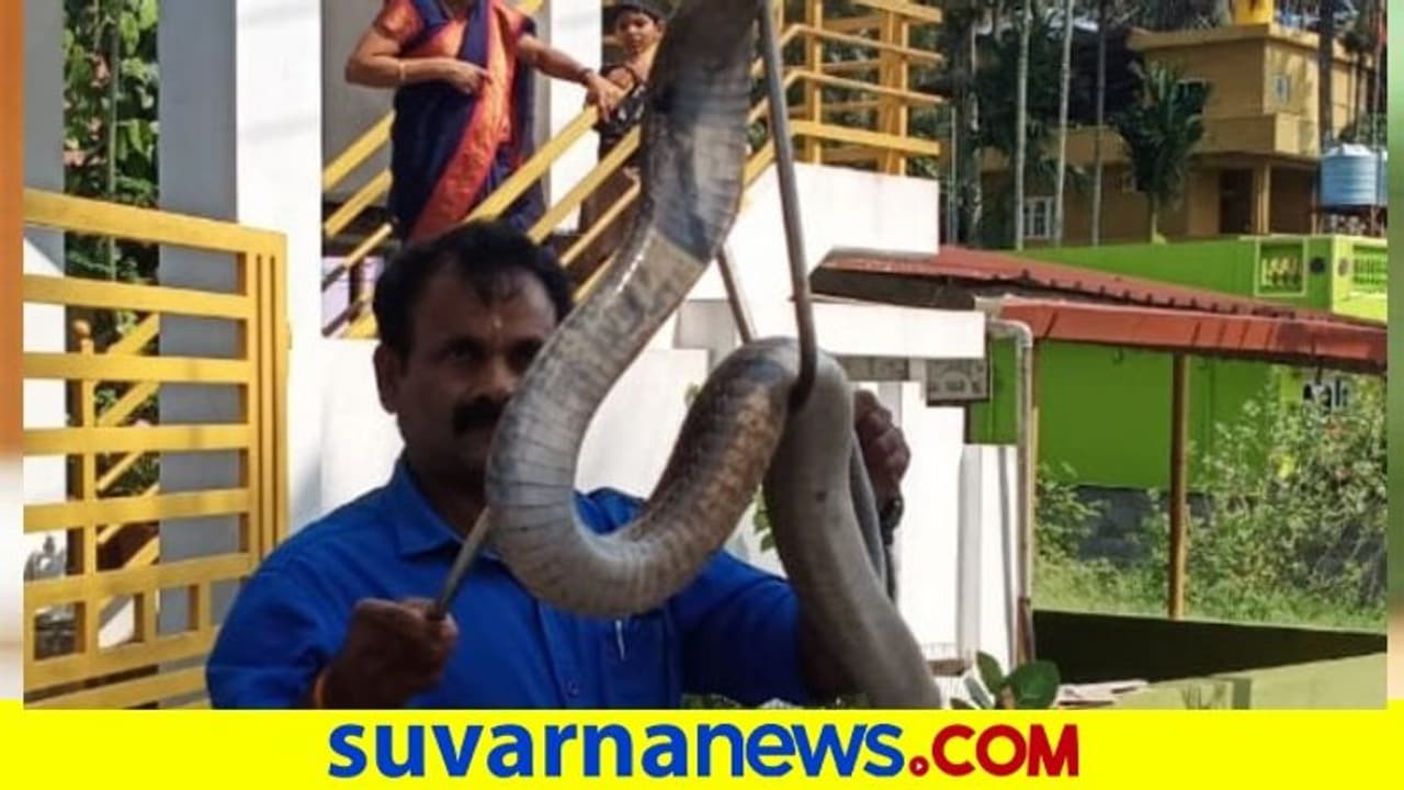 ದಸರಾ ದಿನ ಮನೆಗೆ ಬಂದ ಬೃಹತ್ ಗಾತ್ರದ ಕೋಬ್ರಾ ದಸರಾ ದಿನ ಮನೆಗೆ ಬಂದ ಬೃಹತ್ ಗಾತ್ರದ ಕೋಬ್ರಾ