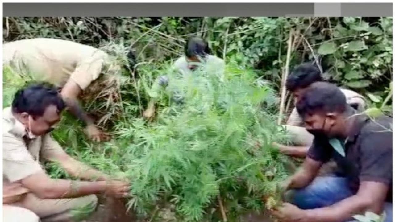 അട്ടപ്പാടിയിൽ എക്സൈസ് കഞ്ചാവ് തോട്ടം നശിപ്പിച്ചു അട്ടപ്പാടിയിൽ എക്സൈസ് കഞ്ചാവ് തോട്ടം നശിപ്പിച്ചു