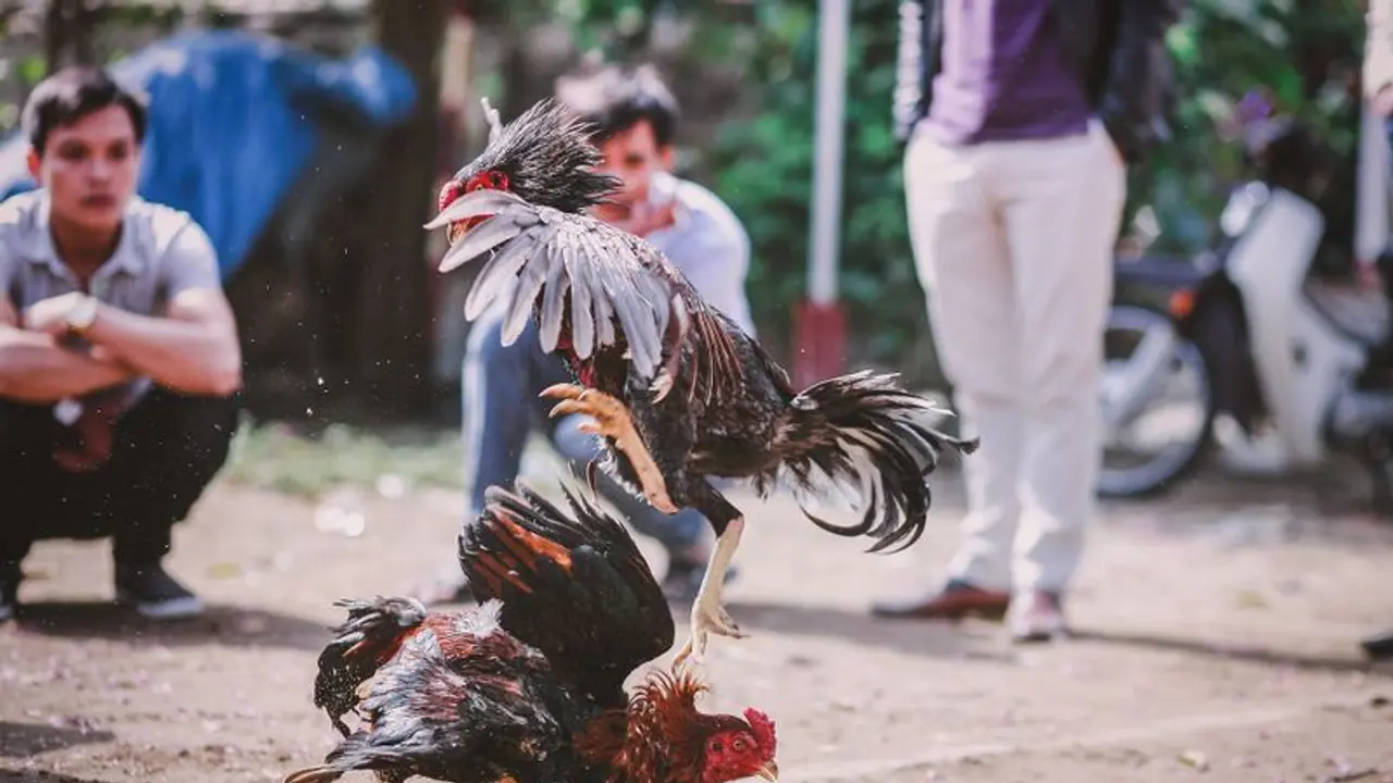 కోనసీమలో మొదలైన కోడిపందాలు... కఠిన చర్యలు తప్పవు : పందెం రాయుళ్లకు డీఐజీ హెచ్చరికలు కోనసీమలో మొదలైన కోడిపందాలు... కఠిన చర్యలు తప్పవు : పందెం రాయుళ్లకు డీఐజీ హెచ్చరికలు
