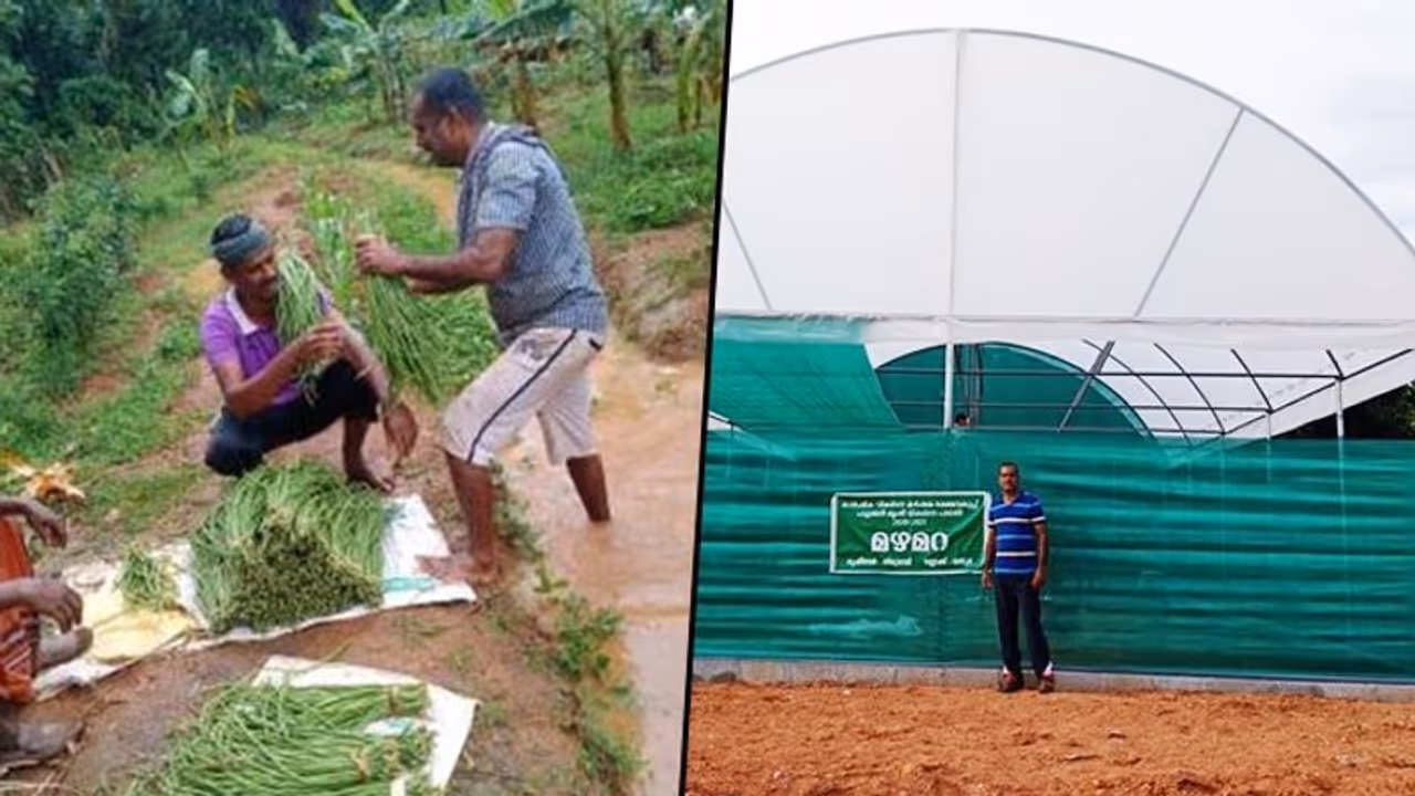 How a sports teacher has been a successful banana cultivator How a sports teacher has been a successful banana cultivator