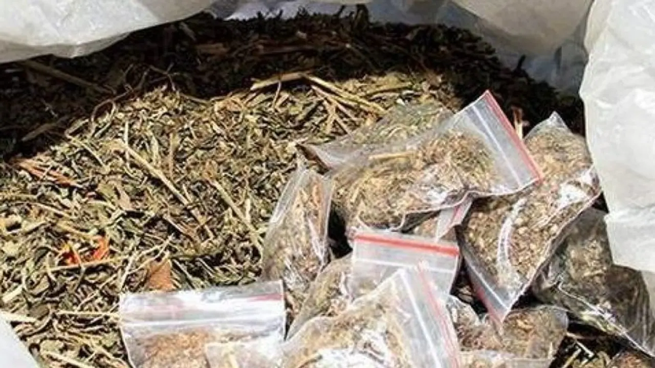 പാഴ്സൽ വഴി കഞ്ചാവ് എത്തിച്ചു, തിരുവനന്തപുരത്ത് 60 കിലോ കഞ്ചാവ് പിടികൂടി