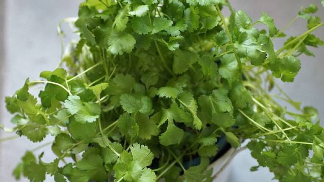 മല്ലിയില മട്ടുപ്പാവില് വളര്ത്താം; വിത്ത് മുളയ്ക്കാന് 10 ദിവസങ്ങള് മല്ലിയില മട്ടുപ്പാവില് വളര്ത്താം; വിത്ത് മുളയ്ക്കാന് 10 ദിവസങ്ങള്