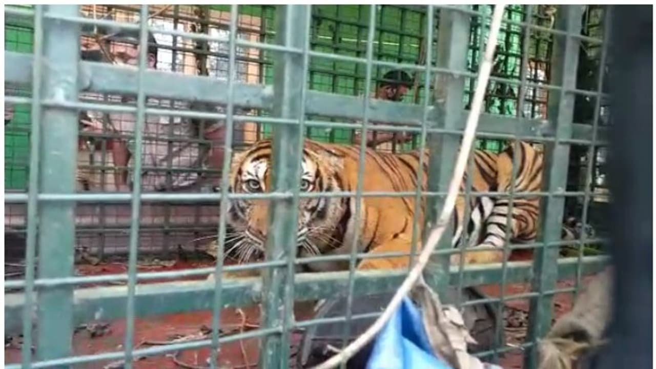 നെയ്യാര്‍ സഫാരി പാര്‍ക്കില്‍ നിന്ന് രക്ഷപ്പെട്ട കടുവയെ കണ്ടെത്തി, ഇനി പിടിക്കണം