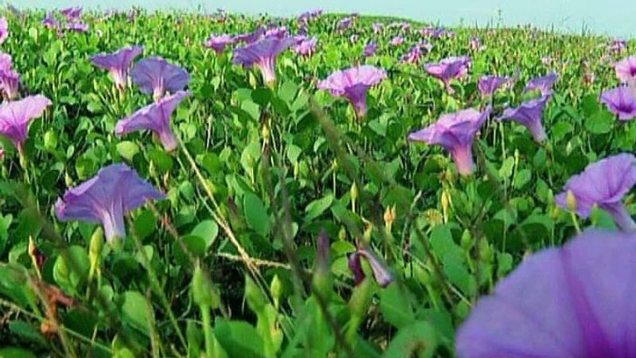 കൊവിഡിൽ ആളൊഴിഞ്ഞു, കോഴിക്കോട് കടപ്പുറത്ത് കടൽക്കുറിഞ്ഞികൾ പൂത്തു കൊവിഡിൽ ആളൊഴിഞ്ഞു, കോഴിക്കോട് കടപ്പുറത്ത് കടൽക്കുറിഞ്ഞികൾ പൂത്തു