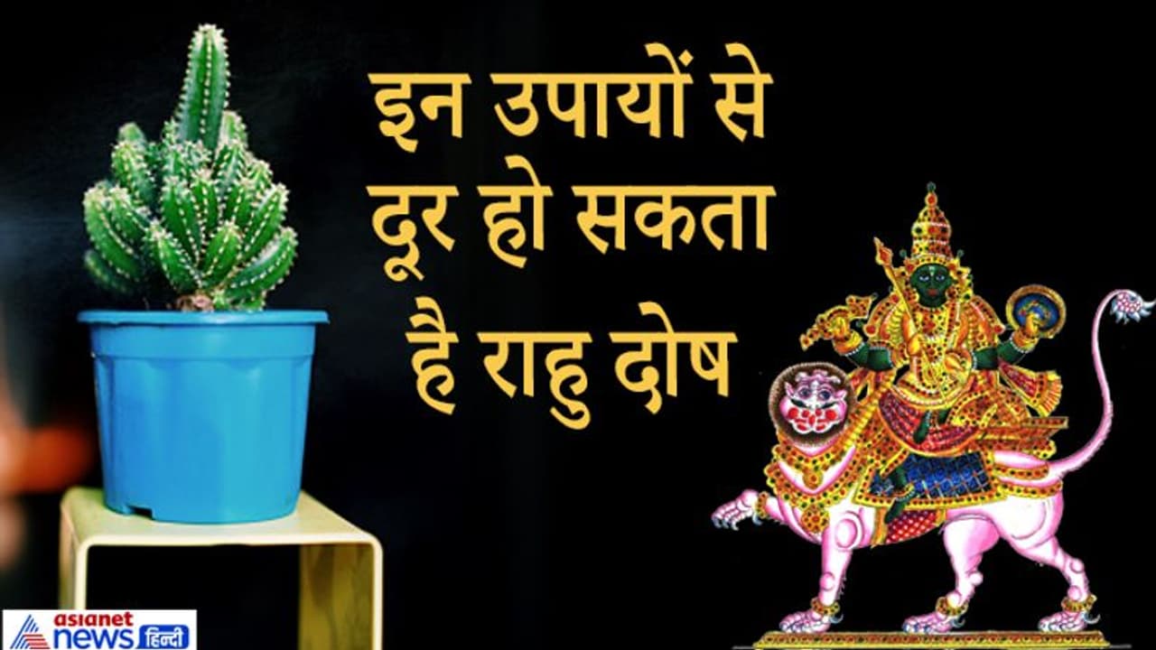 राहु दोष दूर करने के लिए कांटेदार पौधे में रोज डालें एक लोटा पानी, जानिए पानी से जुड़े 5 ज्योतिषीय उपाय राहु दोष दूर करने के लिए कांटेदार पौधे में रोज डालें एक लोटा पानी, जानिए पानी से जुड़े 5 ज्योतिषीय उपाय