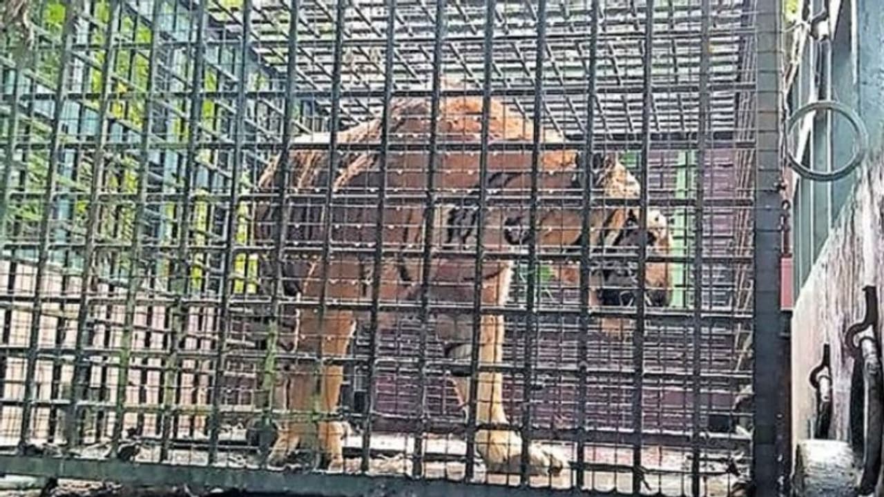 സഫാരി പാർക്കിൽ നിന്നും രക്ഷപ്പെട്ട കടുവ നെയ്യാർ ഡാമിലേക്ക് ചാടിയെന്ന് സംശയം സഫാരി പാർക്കിൽ നിന്നും രക്ഷപ്പെട്ട കടുവ നെയ്യാർ ഡാമിലേക്ക് ചാടിയെന്ന് സംശയം