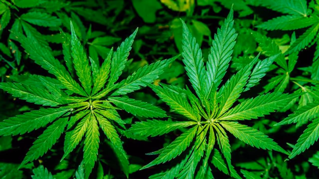 யாருடா நீங்க எல்லாம்… சொகுசு பங்களவில் நவீன தொழில்நுட்பத்துடன் கஞ்சா சாகுபடி செய்த மாணவர்கள்...! யாருடா நீங்க எல்லாம்… சொகுசு பங்களவில் நவீன தொழில்நுட்பத்துடன் கஞ்சா சாகுபடி செய்த மாணவர்கள்...!