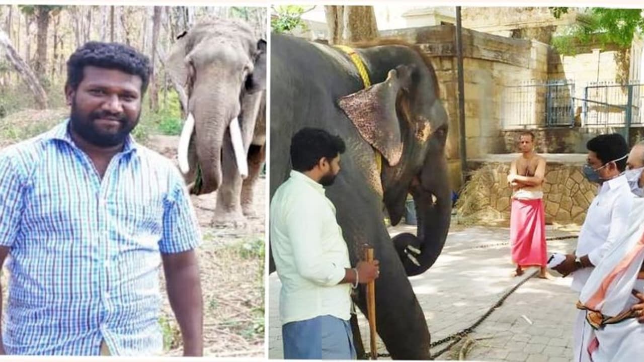 தெய்வானை அடித்து காளிதாஸ் உயிரிழப்பு.! அவர் மனைவிக்கு அரசு வேலை வழங்க மதுரை எம்எல்ஏ கோரிக்கை..! தெய்வானை அடித்து காளிதாஸ் உயிரிழப்பு.! அவர் மனைவிக்கு அரசு வேலை வழங்க மதுரை எம்எல்ஏ கோரிக்கை..!