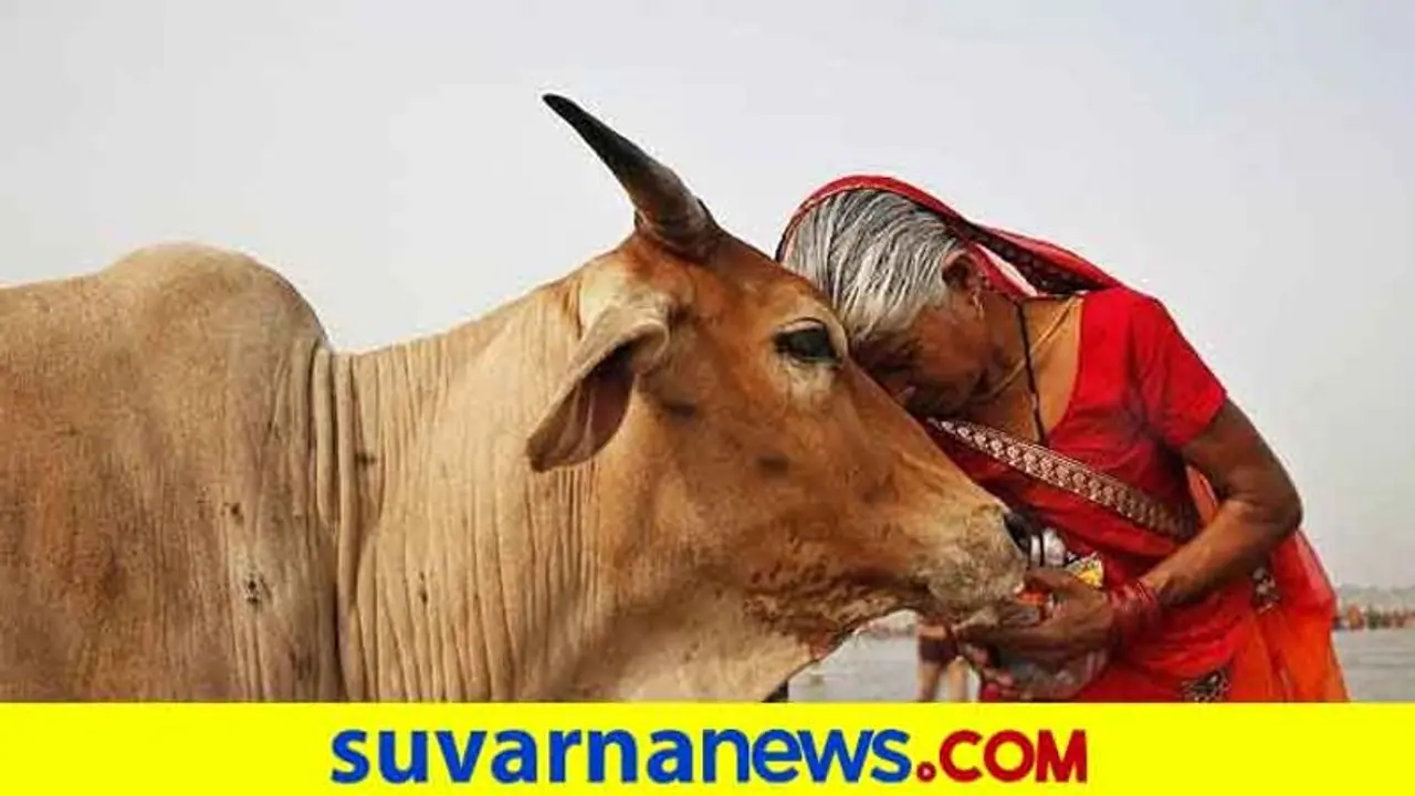 ಗೋಪೂಜೆ ಮಾಡುವುದರ ಒಂಬತ್ತು ಪ್ರಯೋಜನಗಳಿವು..! ಗೋಪೂಜೆ ಮಾಡುವುದರ ಒಂಬತ್ತು ಪ್ರಯೋಜನಗಳಿವು..!