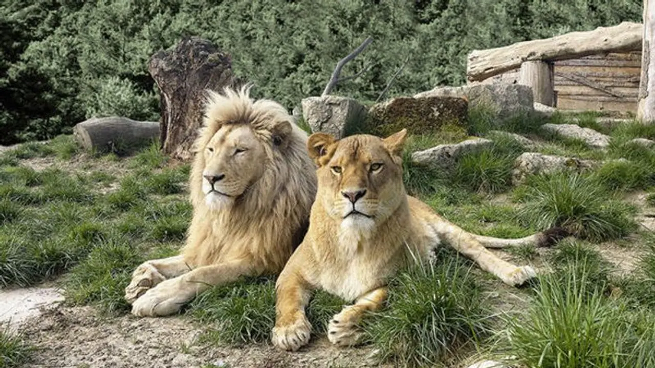 ఒకే ఎన్క్లోజర్లోకి అక్బర్, సీతా పేరున్న మగ, ఆడ సింహం.. కోర్టును ఆశ్రయించిన వీహెచ్ పీ ఒకే ఎన్క్లోజర్లోకి అక్బర్, సీతా పేరున్న మగ, ఆడ సింహం.. కోర్టును ఆశ్రయించిన వీహెచ్ పీ