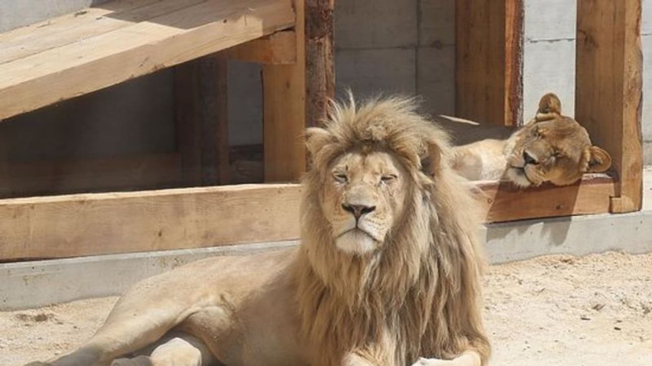 ಗೋ ಮಾಂಸ ನಿಷೇಧ: ಚಿಕನ್ ತಿನ್ನಲು ಪ್ರಾಣಿಗಳೂ ಸಹ ಹಿಂದೇಟು..! ಗೋ ಮಾಂಸ ನಿಷೇಧ: ಚಿಕನ್ ತಿನ್ನಲು ಪ್ರಾಣಿಗಳೂ ಸಹ ಹಿಂದೇಟು..!