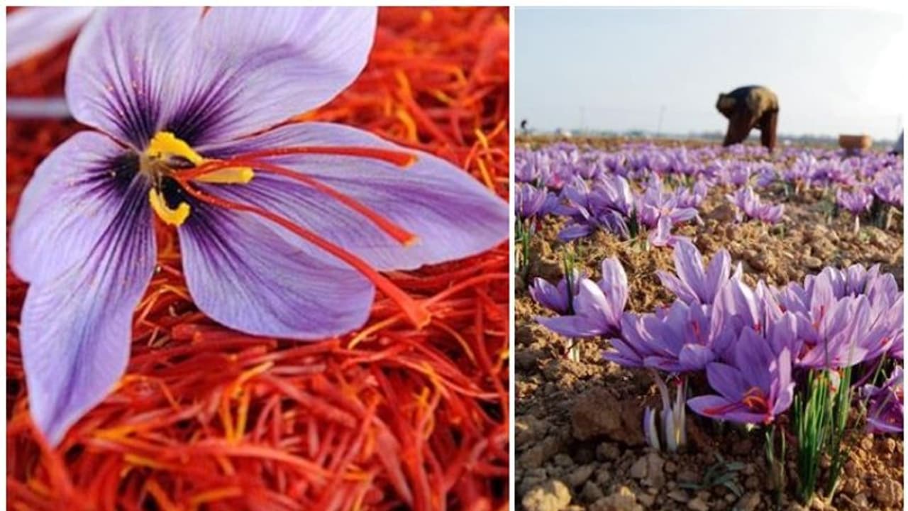 വരണ്ടുണങ്ങി കശ്മീരിലെ കുങ്കുമപ്പൂപ്പാടങ്ങൾ, സർക്കാരിൽ നിന്ന് വെള്ളം കിട്ടാതെ നിലനില്പില്ലെന്ന് കർഷകർ വരണ്ടുണങ്ങി കശ്മീരിലെ കുങ്കുമപ്പൂപ്പാടങ്ങൾ, സർക്കാരിൽ നിന്ന് വെള്ളം കിട്ടാതെ നിലനില്പില്ലെന്ന് കർഷകർ