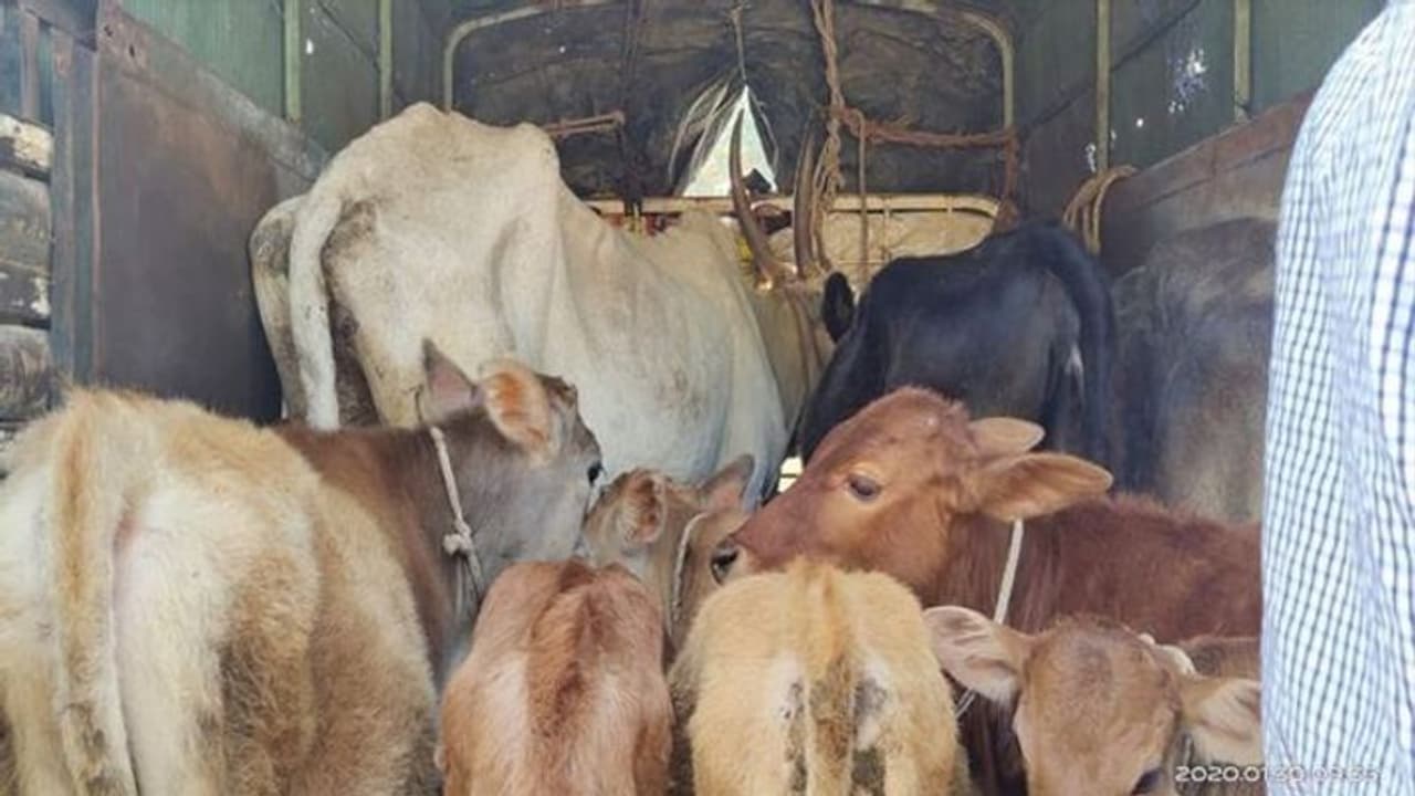 ಯಲ್ಲಾಪುರ: ಅಕ್ರಮವಾಗಿ ಜಾನುವಾರು ಸಾಗಣೆ, ಐವರ ಬಂಧನ ಯಲ್ಲಾಪುರ: ಅಕ್ರಮವಾಗಿ ಜಾನುವಾರು ಸಾಗಣೆ, ಐವರ ಬಂಧನ