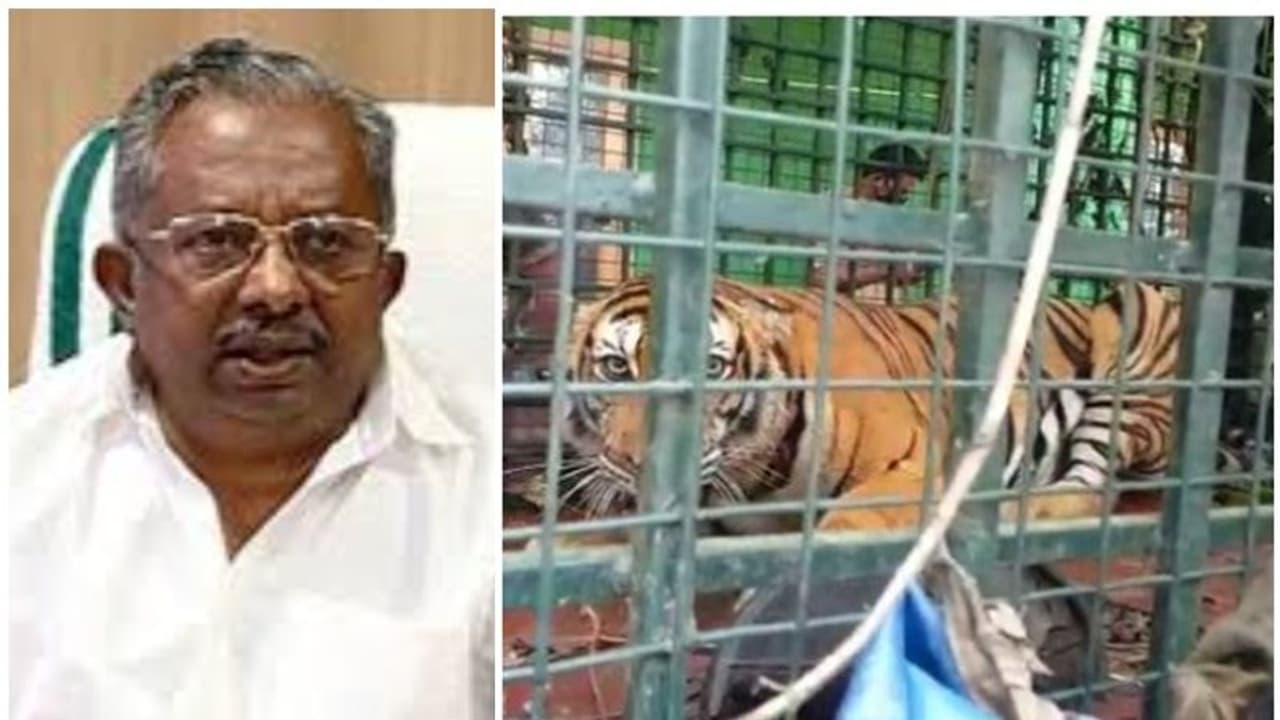 നെയ്യാർ സഫാരി പാർക്കിൽ കടുവ ചാടിപ്പോയ സംഭവം; കൂട് പഴക്കമുള്ളതാണെന്ന് വനം മന്ത്രി