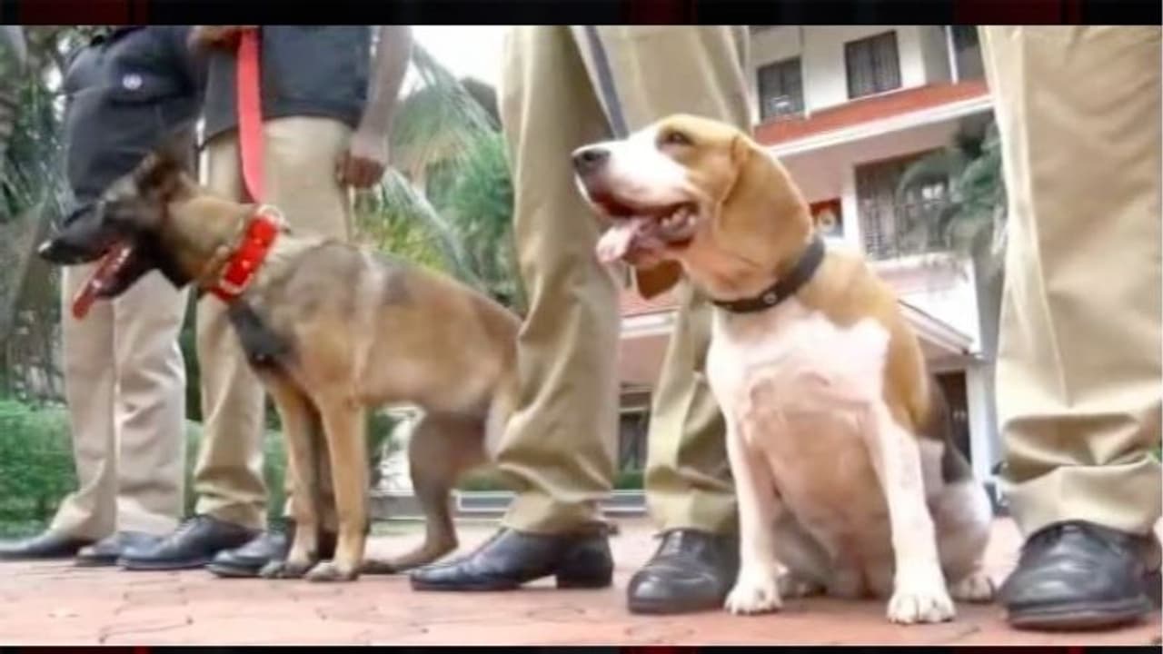 വൻവില കൊടുത്ത് പട്ടിക്കുട്ടികളെ വാങ്ങിയത് പഞ്ചാബ്, രാജസ്ഥാൻ എന്നിവിടങ്ങളിൽ നിന്ന്; തീറ്റയിലും ക്രമക്കേട് വൻവില കൊടുത്ത് പട്ടിക്കുട്ടികളെ വാങ്ങിയത് പഞ്ചാബ്, രാജസ്ഥാൻ എന്നിവിടങ്ങളിൽ നിന്ന്; തീറ്റയിലും ക്രമക്കേട്