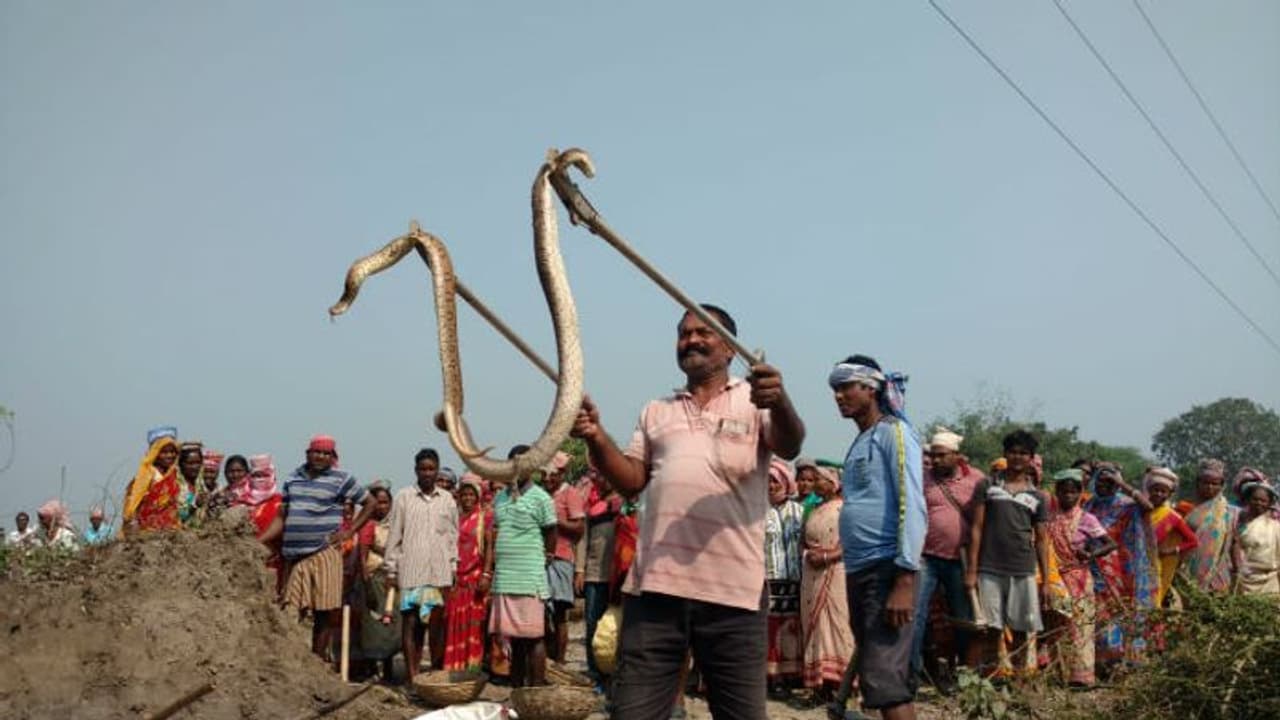 తిరుమలలో పాము కలకలం..! తిరుమలలో పాము కలకలం..!