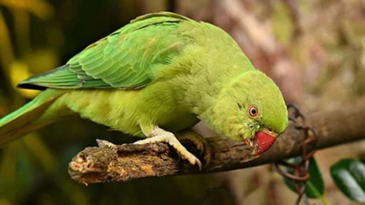 വീട്ടിനകത്ത് തീപ്പിടുത്തം; ഉടമസ്ഥനെ രക്ഷിച്ചത് 'പെറ്റ്' ആയി വളര്ത്തിയ തത്ത വീട്ടിനകത്ത് തീപ്പിടുത്തം; ഉടമസ്ഥനെ രക്ഷിച്ചത് 'പെറ്റ്' ആയി വളര്ത്തിയ തത്ത