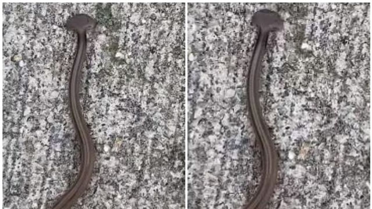 അര്ദ്ധ ചന്ദ്രന്റെ ആകൃതിയിലുള്ള തല, ഇതെന്താ പാമ്പോ പുഴുവോ; വീഡിയോ വെെറൽ അര്ദ്ധ ചന്ദ്രന്റെ ആകൃതിയിലുള്ള തല, ഇതെന്താ പാമ്പോ പുഴുവോ; വീഡിയോ വെെറൽ