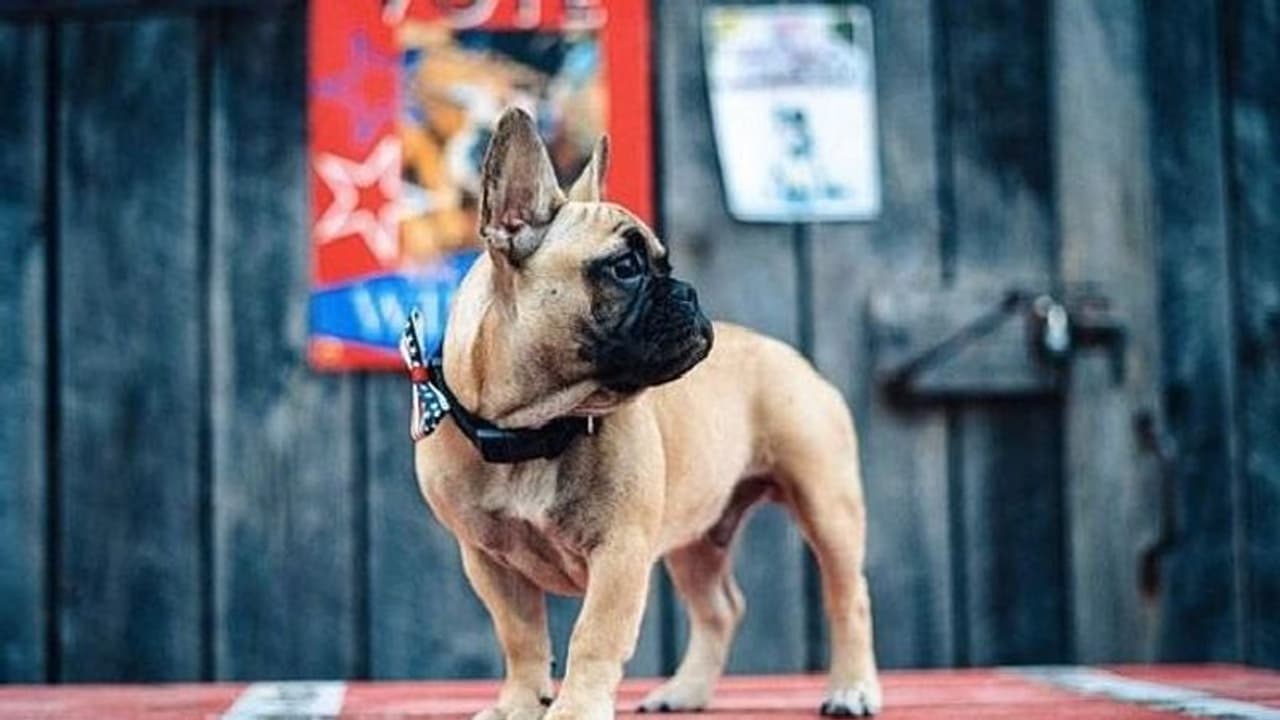 అమెరికా ఎలక్షన్స్ : మేయర్ గా ఎన్నికైన బుల్ డాగ్.. అక్కడది మామూలేనట.. అమెరికా ఎలక్షన్స్ : మేయర్ గా ఎన్నికైన బుల్ డాగ్.. అక్కడది మామూలేనట..