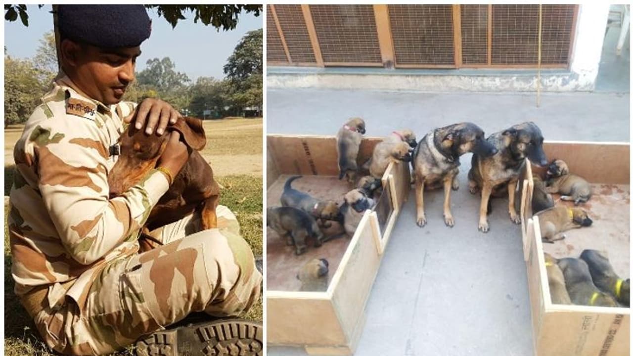 ഓൾഗ ഒമ്പതു പെറ്റു, ഒലേയ്ഷ എട്ടും; ഇനി വർധിതവീര്യത്തോടെ നുഴഞ്ഞുകയറ്റം ചെറുക്കും ഈ മാലിനോയിസ് ശ്വാന സേന ഓൾഗ ഒമ്പതു പെറ്റു, ഒലേയ്ഷ എട്ടും; ഇനി വർധിതവീര്യത്തോടെ നുഴഞ്ഞുകയറ്റം ചെറുക്കും ഈ മാലിനോയിസ് ശ്വാന സേന