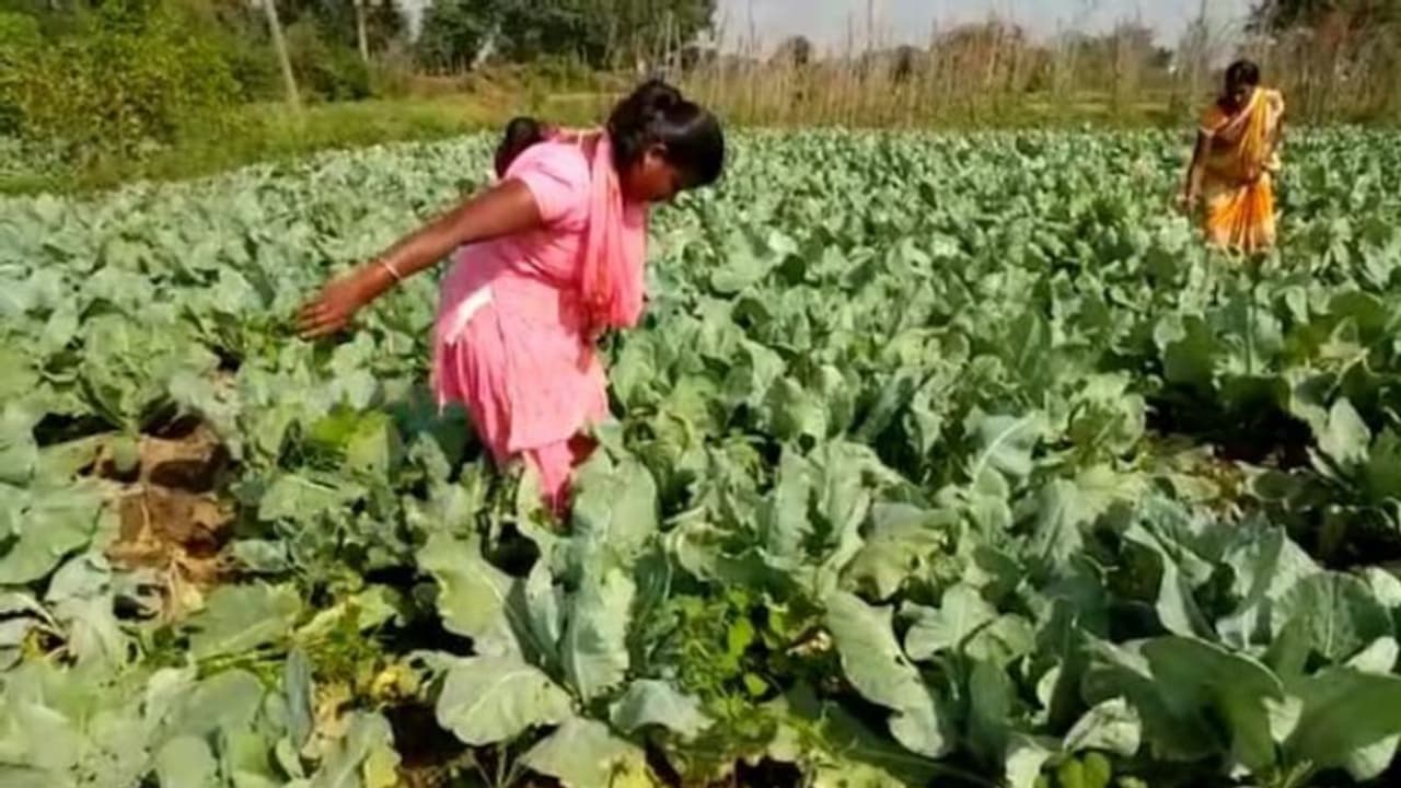 ശാരീരിക വെല്ലുവിളികളെ അതിജീവിച്ച് ഉഷ കൃഷിയിറക്കി, നൂറുമേനി വിളവെടുപ്പ്, അഭിമാനമെന്ന് നാട്ടുകാര് ശാരീരിക വെല്ലുവിളികളെ അതിജീവിച്ച് ഉഷ കൃഷിയിറക്കി, നൂറുമേനി വിളവെടുപ്പ്, അഭിമാനമെന്ന് നാട്ടുകാര്