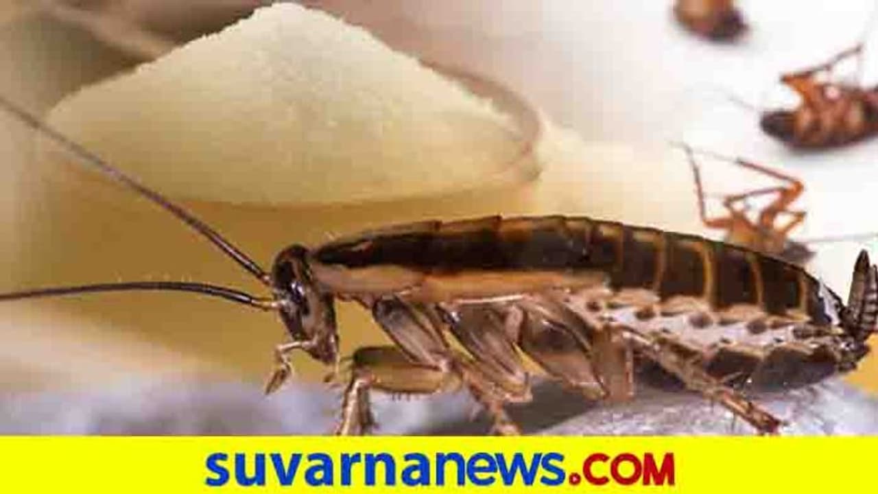 ಹೆಂಡ್ತಿಗೆ ಜಿರಳೆ ಭಯ: 3 ವರ್ಷದಲ್ಲಿ 18 ಸಲ ಮನೆ ಚೇಂಜ್ ಮಾಡಿದ