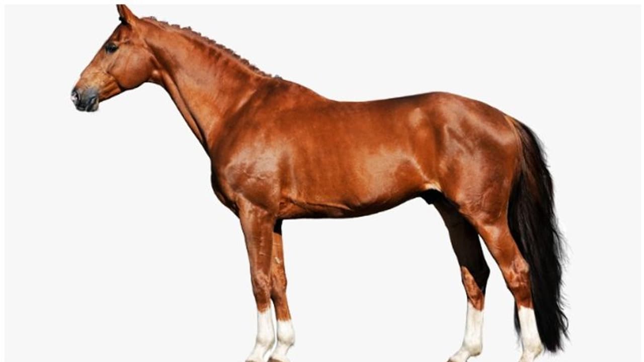 വിരണ്ടോടിയ കുതിരയെ കാറിടിച്ചു ഗുരുതര പരിക്ക്