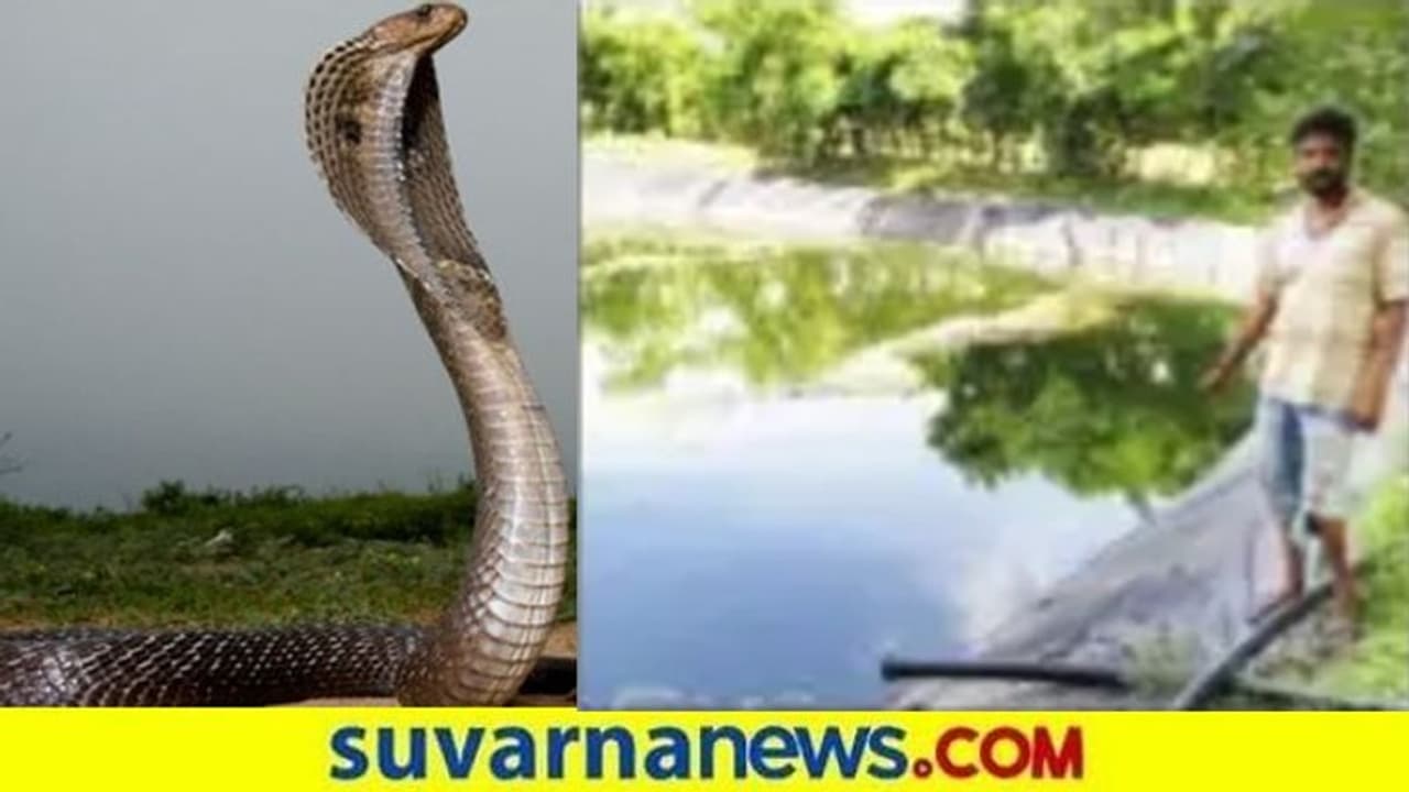 200 ಹಾವು ಹಿಡಿದು ಜಮೀನಲ್ಲಿ ಬಿಟ್ಟುಕೊಂಡ್ರು : ಇಂಜಿನಿಯರ್ ಆಗಬೇಕಿದ್ದವ ಈಗ ಲಕ್ಷಾದೀಶ್ವರ 200 ಹಾವು ಹಿಡಿದು ಜಮೀನಲ್ಲಿ ಬಿಟ್ಟುಕೊಂಡ್ರು : ಇಂಜಿನಿಯರ್ ಆಗಬೇಕಿದ್ದವ ಈಗ ಲಕ್ಷಾದೀಶ್ವರ