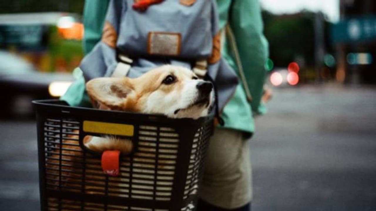 തായ്‍വാനില്‍ കുട്ടികളേക്കാള്‍ കൂടുതല്‍ വളര്‍ത്തുമൃഗങ്ങള്‍? സണ്‍ഗ്ലാസ്, റെയിന്‍കോട്ട്, സോക്സ് വിപണിയും സജീവം