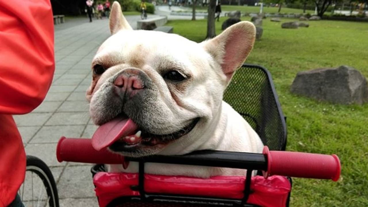 செல்லப்பிராணிகளிடம் இருந்து விலகி இருங்கள்… குரங்கு அம்மையால் பாதிக்கப்பட்டவர்களுக்கு அறிவுறுத்தல்!! செல்லப்பிராணிகளிடம் இருந்து விலகி இருங்கள்… குரங்கு அம்மையால் பாதிக்கப்பட்டவர்களுக்கு அறிவுறுத்தல்!!