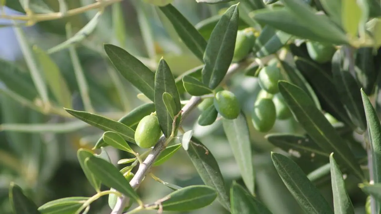 Rare olive trees at India's millionaire Ambani's home; know from where, how and why it was supplied