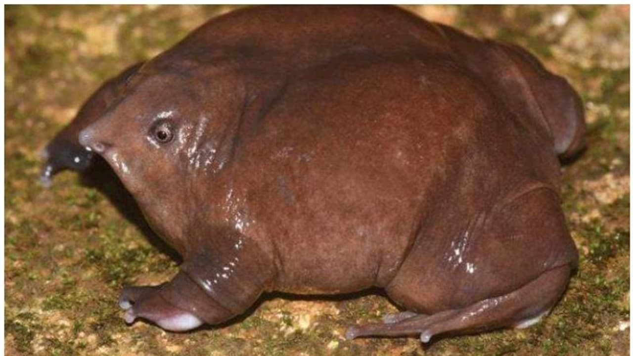 പാതാള തവളയെ സംസ്ഥാന തവളയാക്കില്ല; ഉടക്കിയത് മുഖ്യമന്ത്രി, ചീഫ് വൈൽഡ് ലൈഫ് വാർഡന്റെ ശുപാർശ തള്ളി പാതാള തവളയെ സംസ്ഥാന തവളയാക്കില്ല; ഉടക്കിയത് മുഖ്യമന്ത്രി, ചീഫ് വൈൽഡ് ലൈഫ് വാർഡന്റെ ശുപാർശ തള്ളി