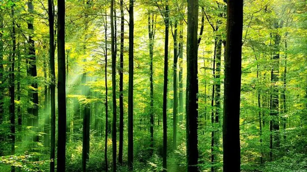 Delhi to increase green cover to counter air pollution