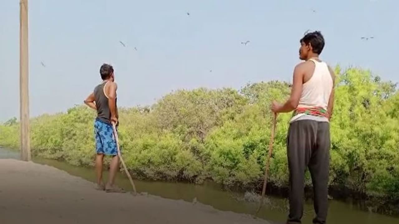 চোরা শিকারিদের হাত থেকে পরিযায়ী পাখিদের বাঁচাতে উদ্যোগ, রাত পাহারার ব্যবস্থা করল গ্রাম পঞ্চায়েত চোরা শিকারিদের হাত থেকে পরিযায়ী পাখিদের বাঁচাতে উদ্যোগ, রাত পাহারার ব্যবস্থা করল গ্রাম পঞ্চায়েত