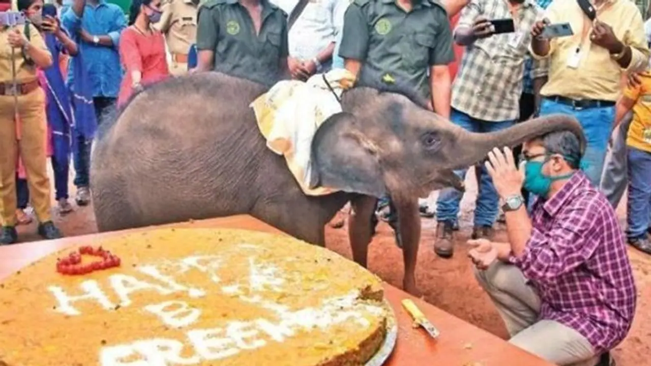 Kerala: 1 yr old rescued elephant calf Sreekutty celebrates birthday