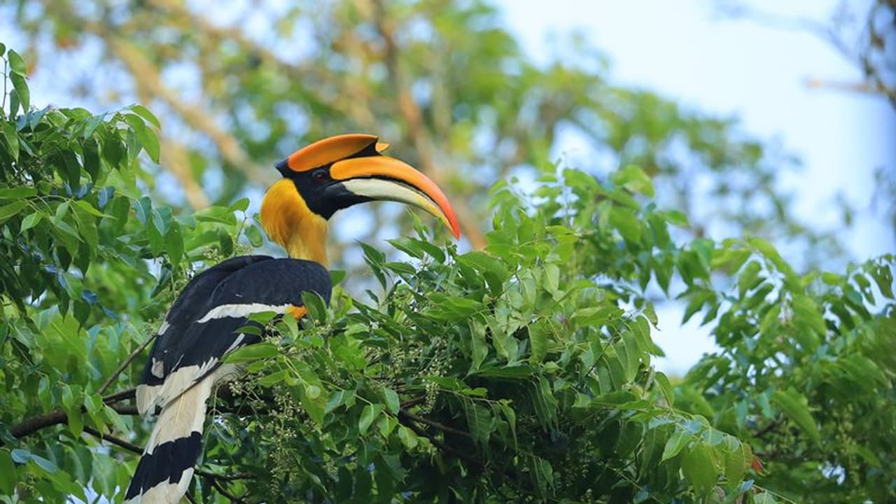 ಕಿಡಿಗೇಡಿಗಳ ಕೌರ್ಯಕ್ಕೆ ಅಳವಿನಂಚಿನ ಹಾರ್ನ್‌ಬಿಲ್ ಹಕ್ಕಿ ಬಲಿ, ಕಾಲಿನಿಂದ ತುಳಿದುಕೊಂದು ವಿಕೃತಿ!