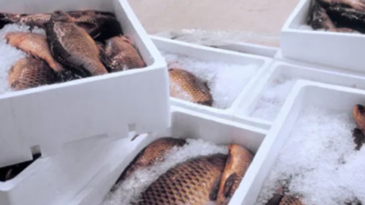 'മീന്‍ പാക്കറ്റില്‍ കൊറോണ വൈറസ് സാന്നിധ്യം'; ഇറക്കുമതി നിർത്തിവച്ച് ചൈന