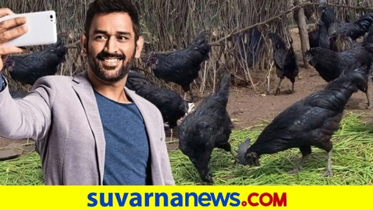 ಕಡಕ್‌ನಾಥ್‌ ಕೋಳಿ ಸಾಕಲು ಮುಂದಾದ ಎಂ ಎಸ್ ಧೋನಿ..!