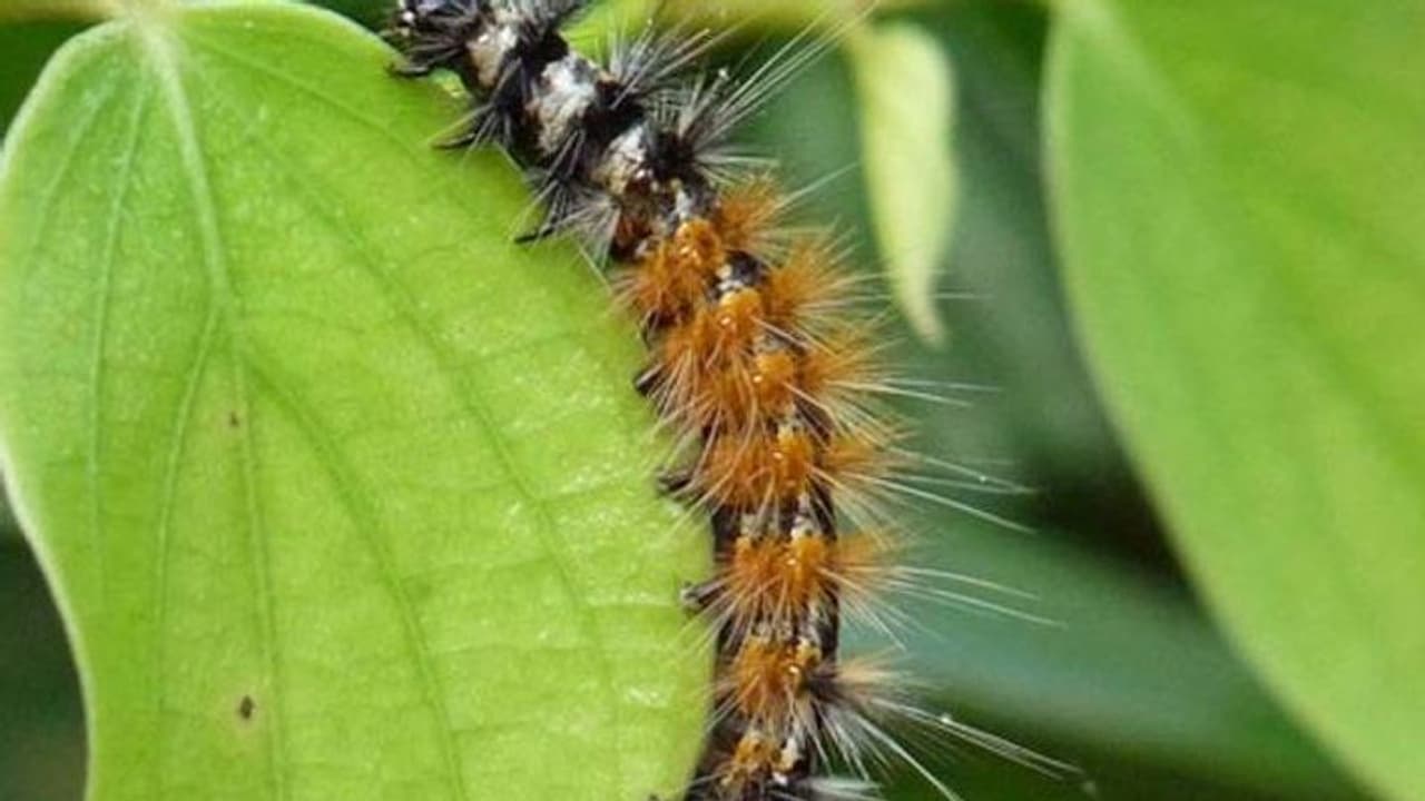 അരനിമിഷത്തിൽ കമ്പിളിപ്പുഴുവിനെ തുരത്താം അരനിമിഷത്തിൽ കമ്പിളിപ്പുഴുവിനെ തുരത്താം