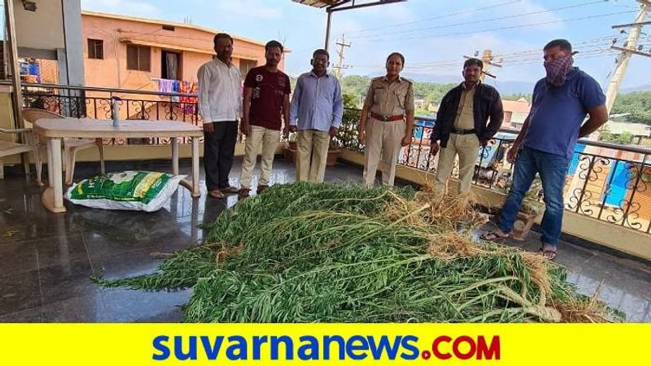 ಹೊಸಪೇಟೆ: ದೀಪಾವಳಿ ಹಬ್ಬದಂದೇ ಭರ್ಜರಿ ಕಾರ್ಯಾಚರಣೆ, 7 ಲಕ್ಷ ಮೌಲ್ಯದ ಗಾಂಜಾ ಜಪ್ತಿ ಹೊಸಪೇಟೆ: ದೀಪಾವಳಿ ಹಬ್ಬದಂದೇ ಭರ್ಜರಿ ಕಾರ್ಯಾಚರಣೆ, 7 ಲಕ್ಷ ಮೌಲ್ಯದ ಗಾಂಜಾ ಜಪ್ತಿ