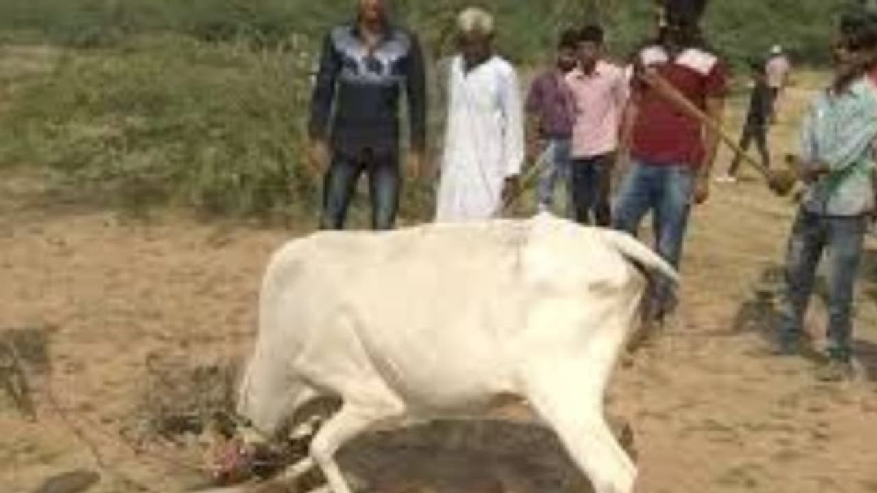 आज के दिन यहां गाय के पैरों तले मरने तक रौंदे जाते हैं सूअर,ये है अनूठी परंपरा आज के दिन यहां गाय के पैरों तले मरने तक रौंदे जाते हैं सूअर,ये है अनूठी परंपरा
