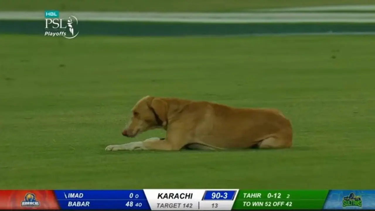 8 ತಿಂಗಳ ಬಳಿಕ ಆರಂಭಗೊಂಡ ಪಾಕಿಸ್ತಾನ ಸೂಪರ್ ಲೀಗ್ ಪಂದ್ಯ ನಿಲ್ಲಿಸಿದ ನಾಯಿ! 8 ತಿಂಗಳ ಬಳಿಕ ಆರಂಭಗೊಂಡ ಪಾಕಿಸ್ತಾನ ಸೂಪರ್ ಲೀಗ್ ಪಂದ್ಯ ನಿಲ್ಲಿಸಿದ ನಾಯಿ!