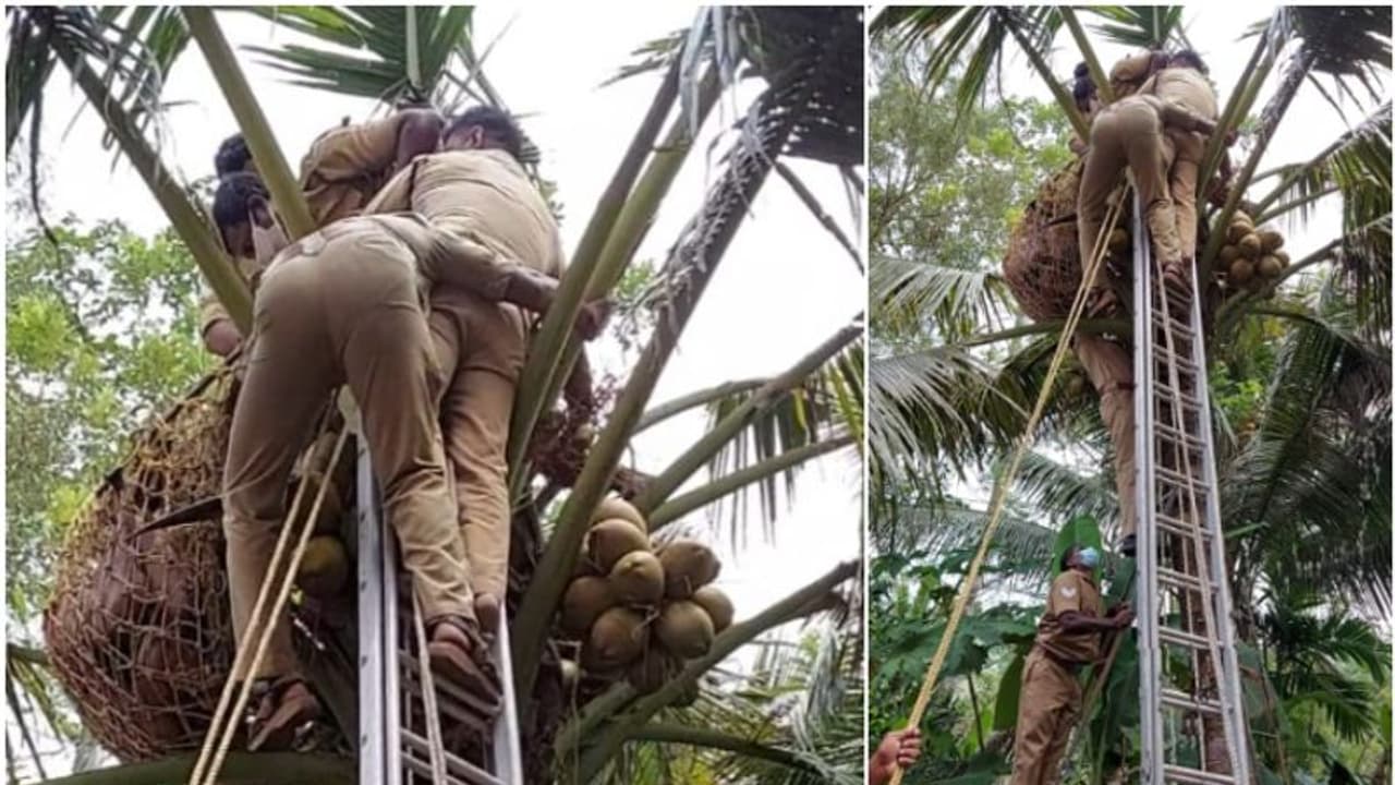 പുരയിടത്തിലെ തെങ്ങിന് മുകളിൽ വച്ച് ഹൃദയാഘാതം വന്ന് മധ്യവയസ്കന്‍ മരിച്ചു