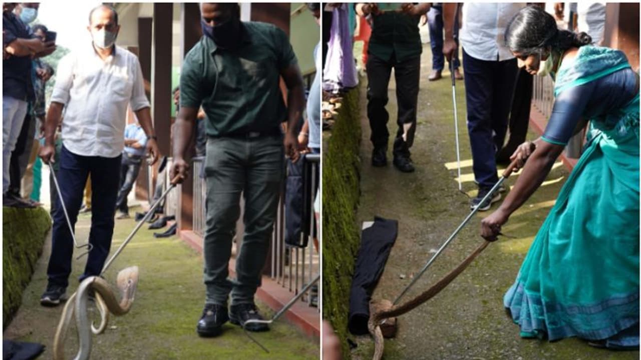 ഇനി ഓടിച്ചെന്ന് പാമ്പിനെ പിടിക്കാനാകില്ല; സർട്ടിഫിക്കറ്റ് വേണം, ഇല്ലെങ്കില് പിടിവീഴും ഇനി ഓടിച്ചെന്ന് പാമ്പിനെ പിടിക്കാനാകില്ല; സർട്ടിഫിക്കറ്റ് വേണം, ഇല്ലെങ്കില് പിടിവീഴും