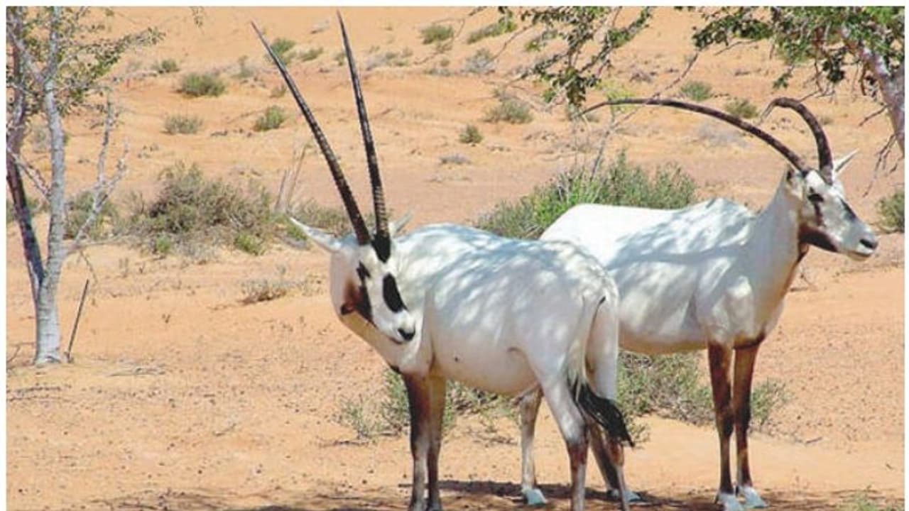 ವಿದ್ಯುತ್ ಸ್ಪರ್ಶದಿಂದ ವನ್ಯಜೀವಿ ರಕ್ಷಣೆ ಸರ್ಕಾರದ ಹೊಣೆ ವಿದ್ಯುತ್ ಸ್ಪರ್ಶದಿಂದ ವನ್ಯಜೀವಿ ರಕ್ಷಣೆ ಸರ್ಕಾರದ ಹೊಣೆ